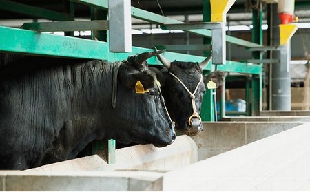 松阪牛　漬け込み肉　300グラム×3P（不揃い　訳アリ品） 牛肉 牛肉【1-431】