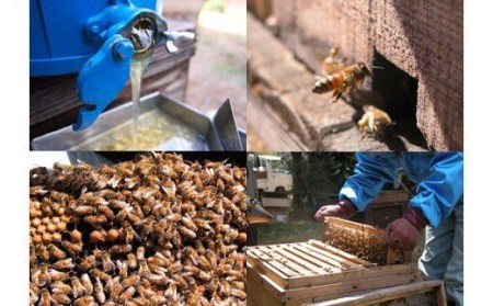 国産 蜜匠セット はちみつ はちみつ【002207】