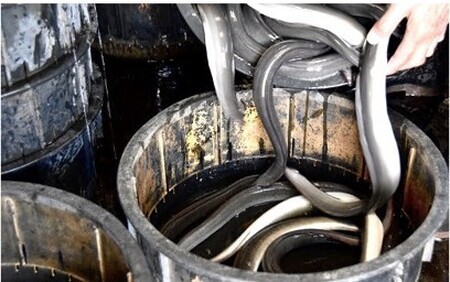 うなぎ松岡　蒲焼1本【限定10点／月】 うなぎ うなぎ うなぎ うなぎ うなぎ【1.3-1】