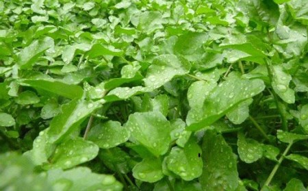 はぜのクレソンと里山の恵みセット（11月～4月発送）【1-224】