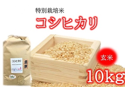コシヒカリ（特別栽培米）玄米 10㎏【1-374】