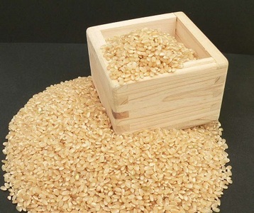 コシヒカリ（特別栽培米）玄米 10㎏【1-374】