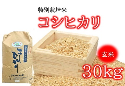 コシヒカリ（特別栽培米）玄米 30㎏【3-150】