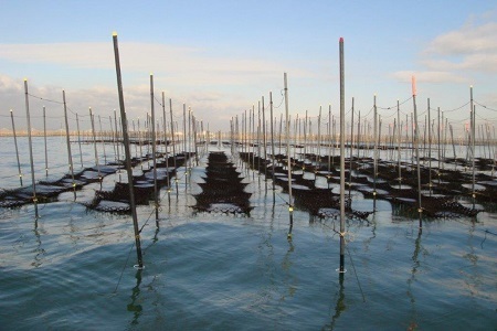 桑名産焼きのり （等級検査済） 板のり10／袋×10 化粧箱入り 海苔 全形 焼き海苔 焼海苔 のり ギフト 034-0032