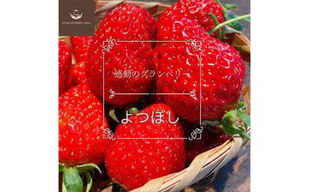 【先行予約】 完熟 プレミアム いちご 「 グランベリー 」 品種： よつぼし 2パック （約315g×2パック 計約630g） ／ 苺 イチゴ ストロベリー ベリー 果物 青果物 フルーツ ギフト 贈答 大粒 【2026年1月上旬～3月上旬迄発送予定】