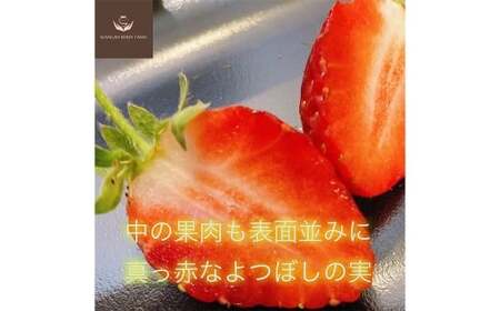 【先行予約】 完熟 プレミアム いちご 「 グランベリー 」 品種： よつぼし 2パック （約315g×2パック 計約630g） ／ 苺 イチゴ ストロベリー ベリー 果物 青果物 フルーツ ギフト 贈答 大粒 【2026年1月上旬～3月上旬迄発送予定】