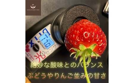 【先行予約】 完熟 プレミアム いちご 「 グランベリー 」 品種： よつぼし 2パック （約315g×2パック 計約630g） ／ 苺 イチゴ ストロベリー ベリー 果物 青果物 フルーツ ギフト 贈答 大粒 【2026年1月上旬～3月上旬迄発送予定】