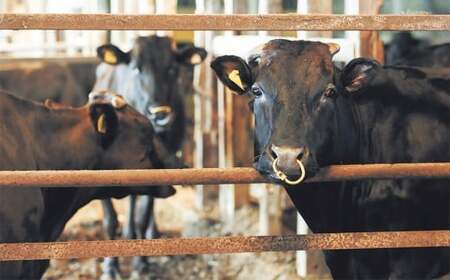 武藤牧場直売店山嘉 サーロインステーキ 約150g×1枚 （計3回） 合計約450g 【冷蔵 定期便3ヶ月】 ／ 牛肉 サーロイン ステーキ 定期便 三重県 桑名市