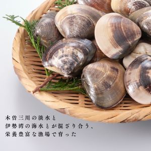 マルヨシ水産　桑名産大粒天然蛤　2kg_はまぐり　ハマグリ　魚介　貝　魚貝　活はまぐり　焼きはま　海鮮　網焼き　酒蒸し　お吸い物　パエリア　パスタ　c_74