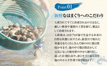 【指定日必須】マルヨシ水産　桑名産中粒天然蛤　1kg_はまぐり　ハマグリ　魚介　貝　魚貝　活はまぐり　焼きはま　海鮮　網焼き　酒蒸し　お吸い物　パエリア　パスタ