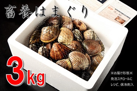 桑名はまぐり屋　蓄養はまぐり　3年?6年もの　3kg_蛤　ハマグリ　魚介　貝　魚貝　活はまぐり　焼きはま　海鮮　網焼き　酒蒸し　お吸い物　パエリア　パスタ　bb02