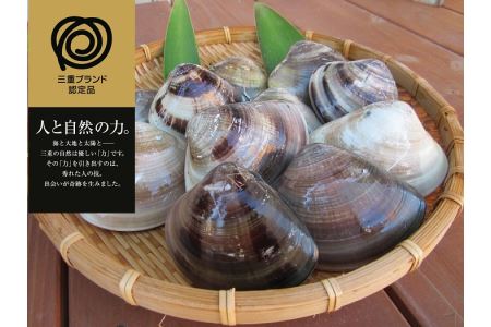 b_13　丸元水産　桑名産蛤(ハマグリ)1.8kg_はまぐり　魚介　貝