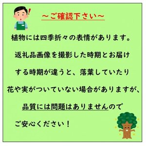 強くて育て易い　ラビットアイ系ブルーベリー　ガーデンブルー　(庭木・果樹)【1549176】