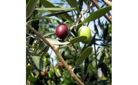 オリーブの木 品種ミッション オリーブの苗木 7号(21cm) ポット (ガーデニング用)