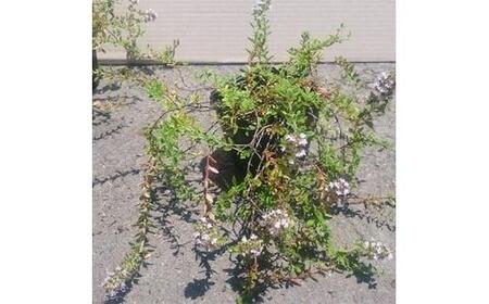 緑の力で地球を元気に!【タイム・ロンギカウリス】9cmポット 15鉢セット