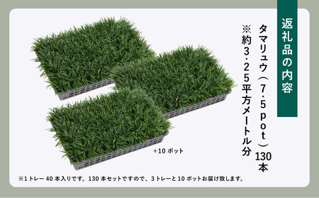 【産地直送】元気なタマリュウ(7.5pot)130本セット『約3.25平方メートル分』
