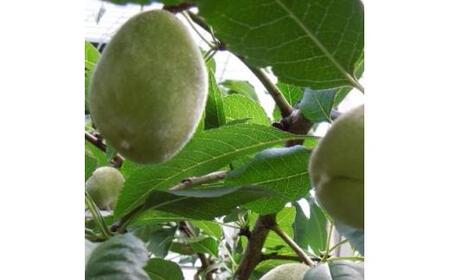 綺麗な花と実が楽しめる! アーモンドの苗 　(庭木・果樹)