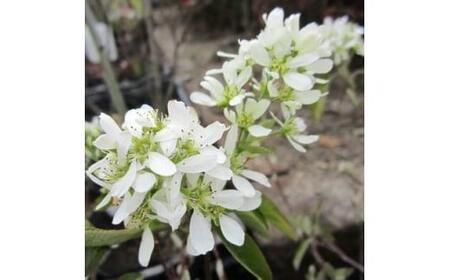 有望品種　矮性ジューンベリー《リージェント》　(庭木・果樹)