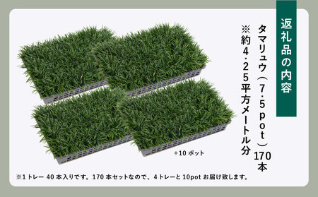 ＜産地直送＞元気なタマリュウ(7.5pot)170本セット[約4.25平方メートル]