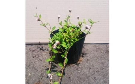 緑の力で地球を元気に!ヒメイワダレソウ　9cmポット　20ポット