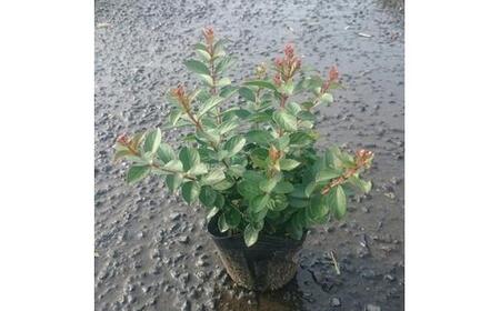 緑の力で地球を元気に!!サルスベリ・ポコモック　12cmポット　5ポット