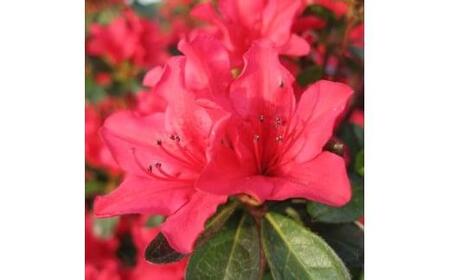 花付きのよい大きめクルメツツジ(筑紫紅 チクシベニ)0.7m前後(根鉢含まず)  (ガーデニング用)