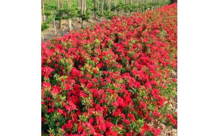 花付きのよい大きめクルメツツジ(筑紫紅 チクシベニ)0.7m前後(根鉢含まず)  (ガーデニング用)