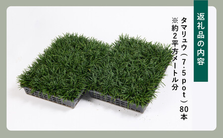 【産地直送】元気なタマリュウ(7.5pot)80本セット[約2平方メートル分]