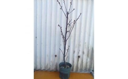 春の訪れを知らせる人気の庭木 河津桜 (庭木・果樹)