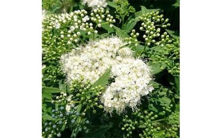 緑の力で地球を元気に!【シモツケ 白花】15cmポット 高さ40cm前後 3本セット