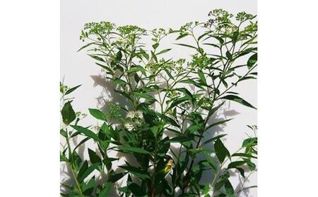 緑の力で地球を元気に!【シモツケ 白花】15cmポット 高さ40cm前後 3本セット