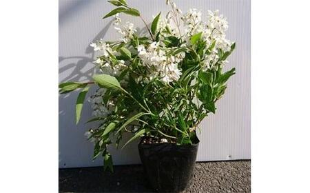 緑の力で地球を元気に!【ヒメウツギ】12cmポット 高さ30cm前後 5本セット