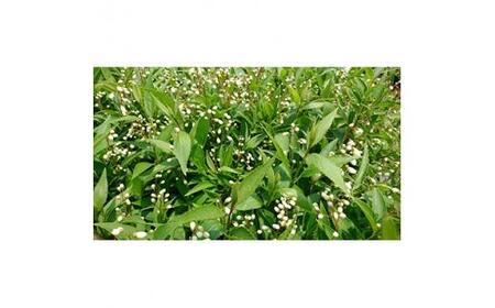 緑の力で地球を元気に!【ヒメウツギ】12cmポット 高さ30cm前後 5本セット