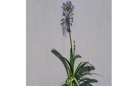 緑の力で地球を元気に!【アガパンサス紫花】15cmポット　高さ30cm前後　単品