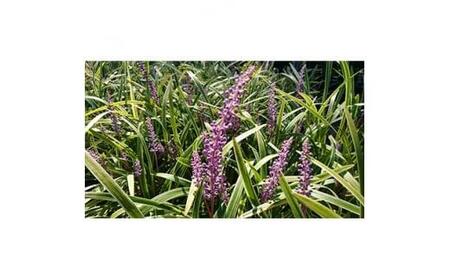 緑の力で地球を元気に!【フイリヤブラン】10.5cmポット 15本セット 定番グランドカバー