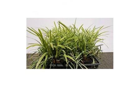 緑の力で地球を元気に!【フイリヤブラン】10.5cmポット 15本セット 定番グランドカバー