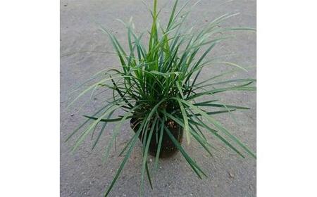 緑の力で地球を元気に!【リュウノヒゲ】9cmポット　28本セット　竜の髭(ジャノヒゲ)