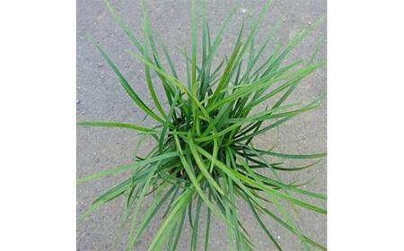 緑の力で地球を元気に!【リュウノヒゲ】9cmポット　28本セット　竜の髭(ジャノヒゲ)