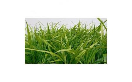 緑の力で地球を元気に!【キチジョウソウ】　10.5cmポット　15本セット　花が咲くと縁起が良い!