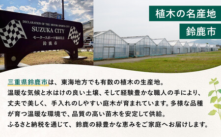 天然　高品質　高麗芝(コウライシバ)　2束セット(約2平方メートル分)