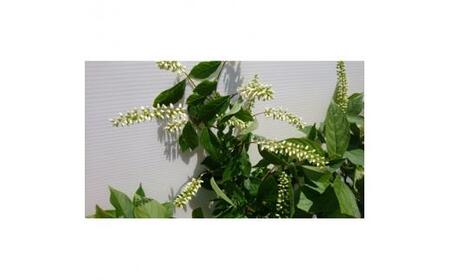 緑の力で地球を元気に!【コバノズイナ】 18cmポット 小葉の髄菜 花と紅葉とお楽しみいっぱい!