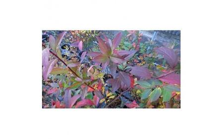 緑の力で地球を元気に!【コバノズイナ】 18cmポット 小葉の髄菜 花と紅葉とお楽しみいっぱい!