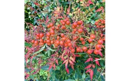 アカナンテン 赤南天 7号 オシャレな化粧鉢(ガーデニング用)