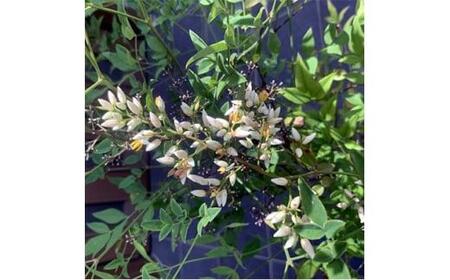 アカナンテン 赤南天 7号 オシャレな化粧鉢(ガーデニング用)