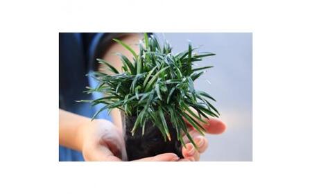 三重県鈴鹿市産　品質抜群の玉竜　200ポット