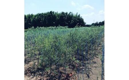 三重県鈴鹿市産　＜平和と繁栄の象徴＞オリーブの木　2本