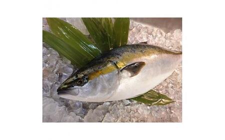 鰤酒粕漬け80g×5切れ