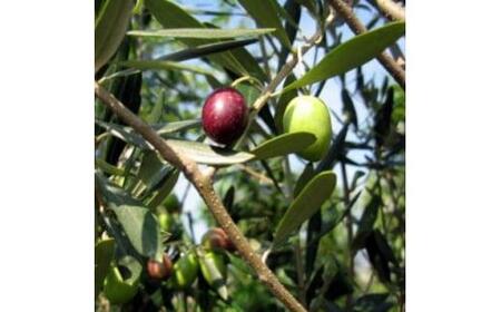 オリーブの木 オシャレな化粧鉢 品種:ミッション 7号(21cm) (ガーデニング用)