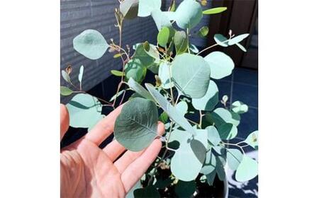 ボリュームのある ユーカリ ポポラス苗 7号(21cm)鉢カバー (ガーデニング用)