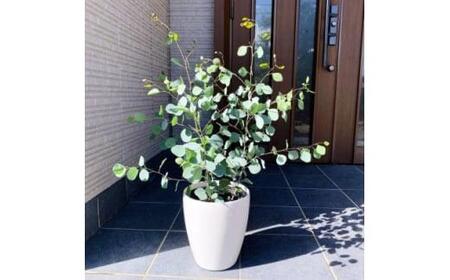 ボリュームのある ユーカリ ポポラス苗 7号(21cm)鉢カバー (ガーデニング用)